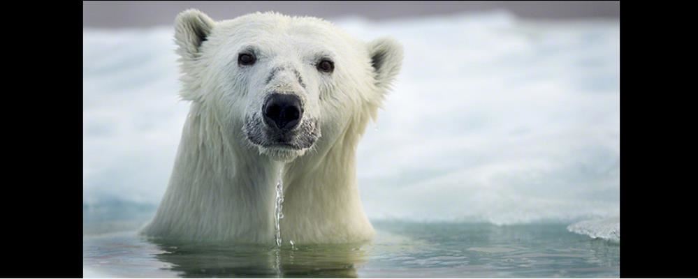 Polar bear head coming out of water